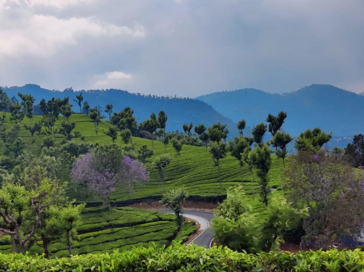 Kotagiri Tea Estates